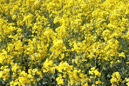 Yellow field of flowering rape and tree against a blue sky with clouds, natural landscape background with copy space, Germany Europe.