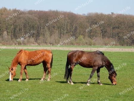 Pferde auf der Weide