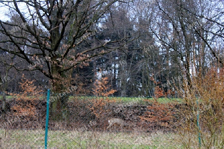 Katze und Rehbock