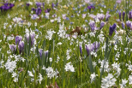 Krokus, Crocus vernus