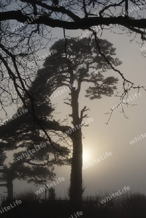 Baum im Nebel