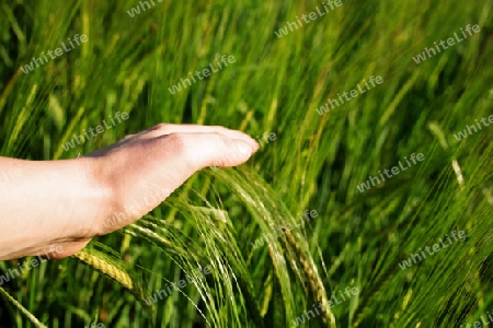 Frau streicht mit der Hand ?ber Getreidefeld