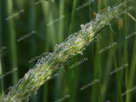 Gras mit Tropfen P5120055