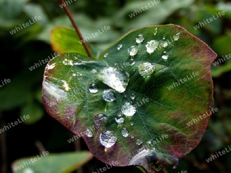 Tropfen In der Natur