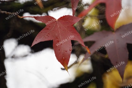 Herbst Blatt