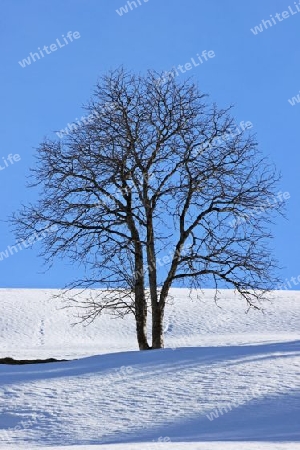 Baum im Winter - Tree in Winter
