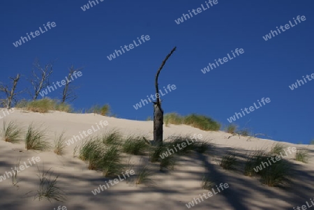 Wanderd?nen im Slowinski Nationalpark bei Leba, Polen / Dunes in the Slowinski National Park in Leba, Poland