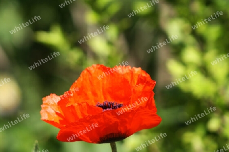 Roter Mohn