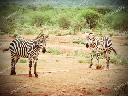 Zebras, in, Tsavo, Ost, Kenya, Afrika, Nationalpark