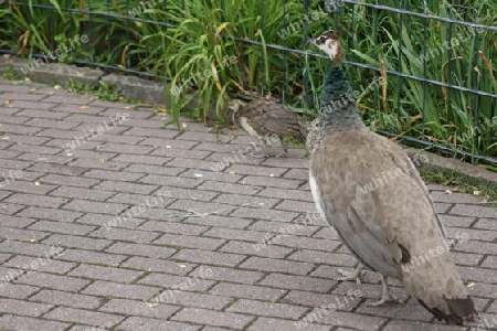 Pfau - Pavo cristatus