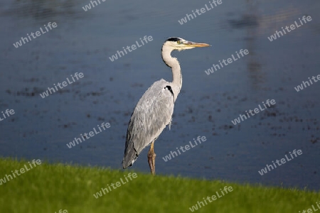 Ein Vogel