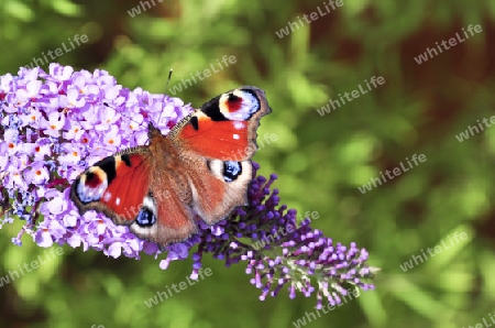 Schmetterling auf einer Bl?te