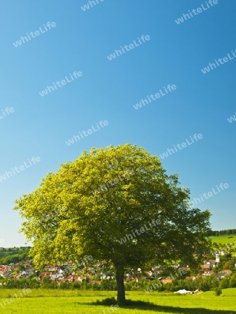 Obstbaum