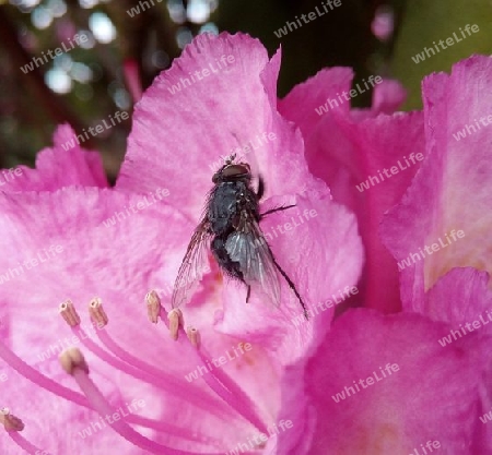 Schmeißfliege, schwarz