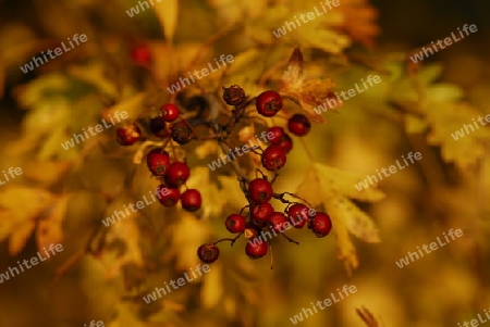 Herbstbeeren