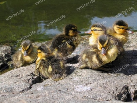 Six Little Ducklings