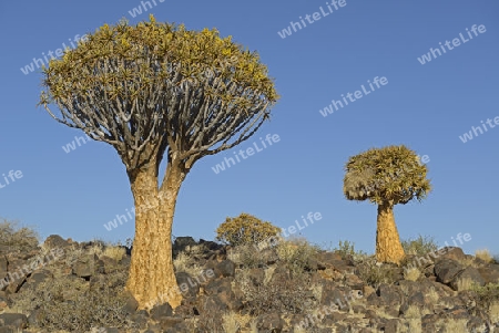 K?cherbaum oder Quivertree (Afrikaans: Kokerboom,  Aloe dichotoma) bei Sonnenaufgang , Keetmanshoop, Namibia, Afrika