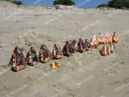 Dominikanische Republik. Muscheln am Strand