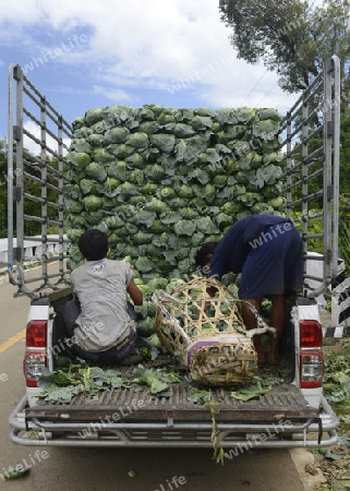 Bauern beladen die Kabisernte an der Bergstrasse vom Dorf Mae Hong Son nach Mae Aw im norden von Thailand in Suedostasien.