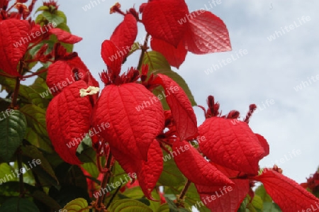 Mussaenda erythrophylla