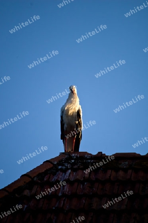 Storch in der Abendsonne