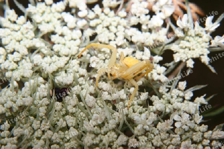 Ver?nderliche Krabbenspinne (Misumena vatia)