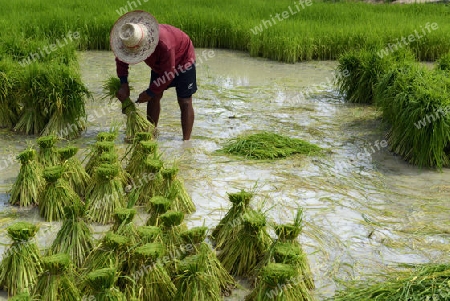 Reisfelder und Landwirtschaft in der Provinz Amnat Charoen nordwestlich von Ubon Ratchathani im nordosten von Thailand in Suedostasien.