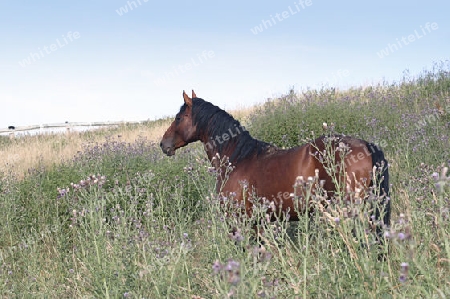 a brown horse out at feed in a high grown meadow at summer time