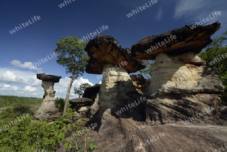 Die Landschaft und Pilzfoermigen Steinformationen im Pha Taem Nationalpark in der Umgebung von Ubon Ratchathani im nordosten von Thailand in Suedostasien.