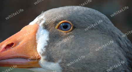 Auch ene Gans kann sch?n sein