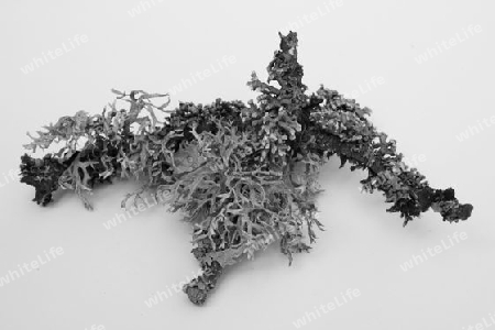 Flechte  shrub-lichen