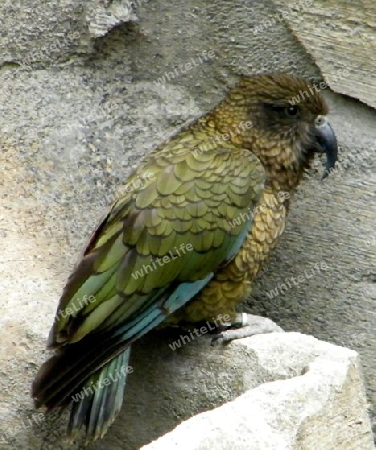 Kea