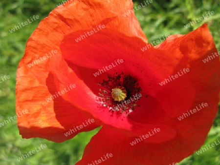 Wilder Mohn