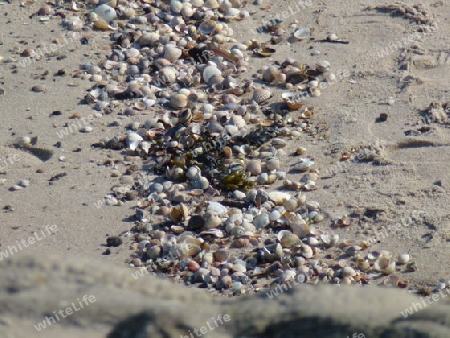 Muscheln im Sand