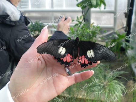 Schmetterling