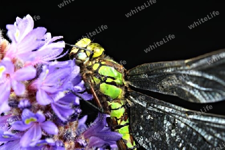 Libelle, Makrofotografie