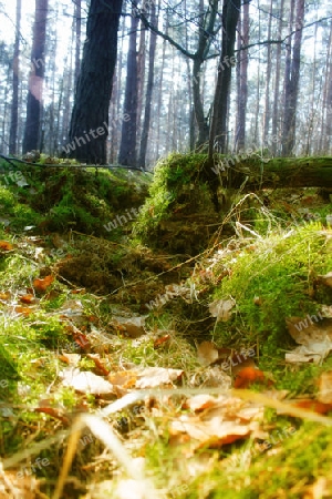 wald voller moss