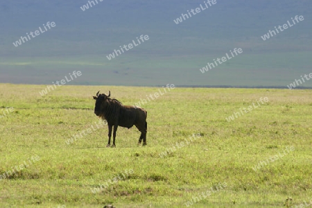 Wildebeest,                                 Connochaetes taurinus