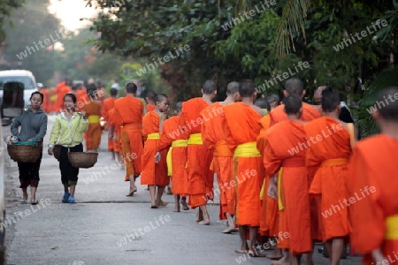 Moenche am fruehen Morgen beim einsammeln von Reis in der Altstadt von Luang Prabang in Zentrallaos von Laos in Suedostasien.  