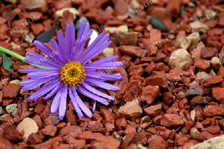 Blume auf Stein