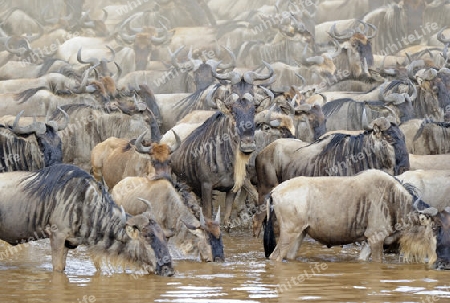 Gnu, Streifengnu, Weissbartgnu (Connochaetes taurinus), Gnumigration, dr?ngelnde Gnus am Mara Ufer, Masai Mara, Kenia