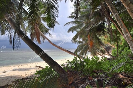 Beautiful palm trees at the beach on the tropical paradise islands Seychelles