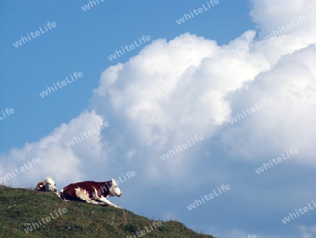 Auf der Alm