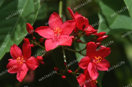 Spitzbl?ttrige Jatrophe - Jatropha integerrima