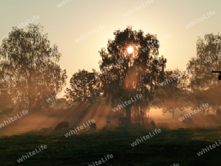 Rinder grasen bei Sonnenaufgang