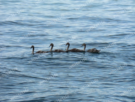 Jungschw?ne im Bodensee