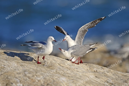 Hartlaubm?we (Chroicocephalus hartlaubii, Larus hartlaubii) Bird Island, Lamberts Bay, West Kap Western Cape, S?dafrika, Afrika