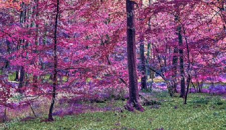 Beautiful pink and purple infrared panorama of a countryside landscape with a blue sky.