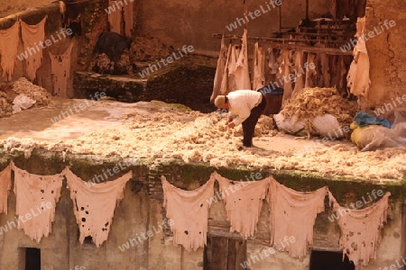 The Leather production in the old City in the historical Town of Fes in Morocco in north Africa.