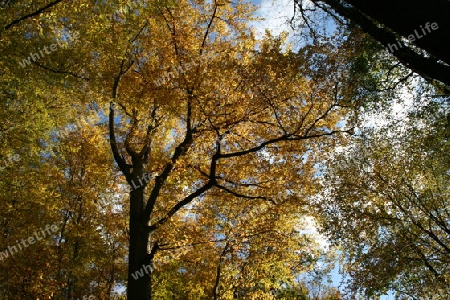 Herbstwald